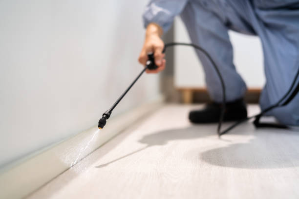 Certified termite inspector examining foundation in Kellyville